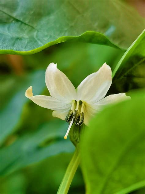 辣椒 花|辣椒的花有什么特点？